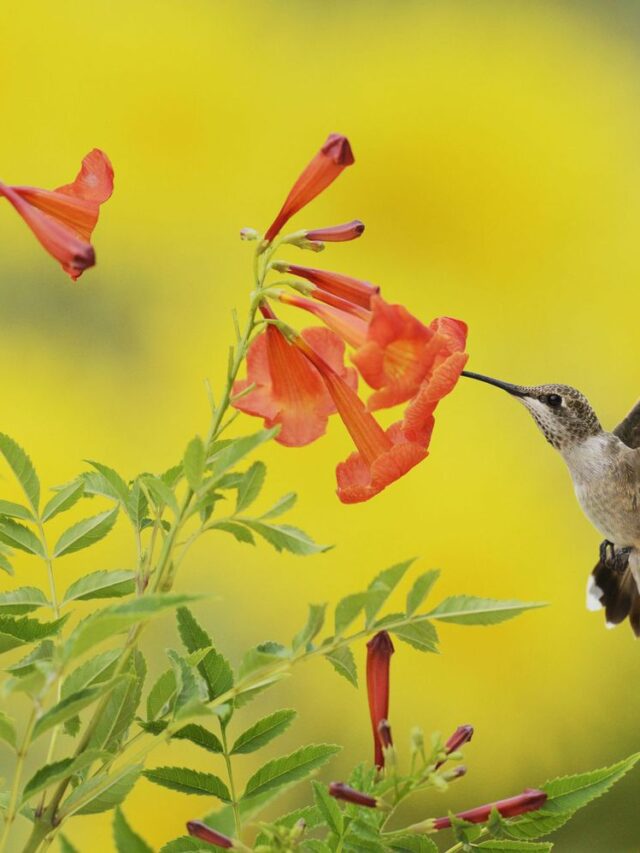 Add This Plant To Your Garden And Watch The Hummingbird Magic Happen