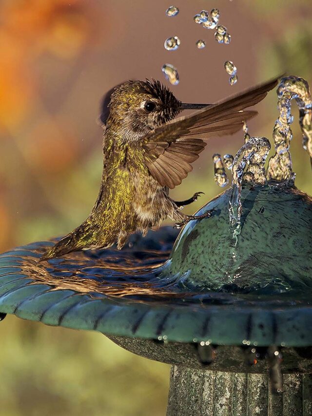 Attract Hummingbirds To Your Yard With Their Favorite Kind Of Birdbath