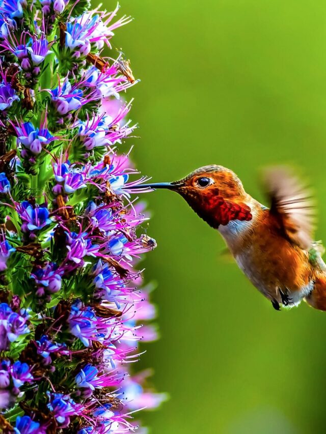 Best Hanging Plants That Attract Hummingbirds