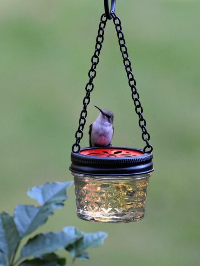 Easy DIY Hummingbird Feeder That Refills Itself