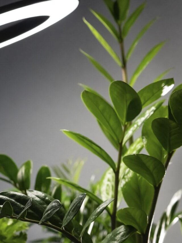 3 Top Indoor Plants That Love Artificial Light